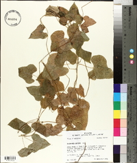 Dioscorea polystachya image