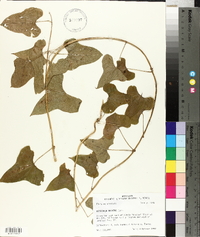 Dioscorea polystachya image