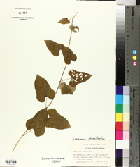 Dioscorea oppositifolia image