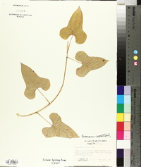 Dioscorea oppositifolia image