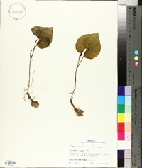 Dioscorea polystachya image