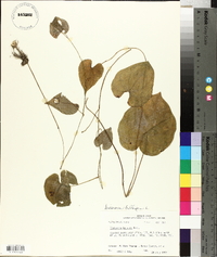 Dioscorea bulbifera image