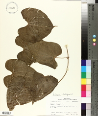 Dioscorea bulbifera image