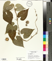 Dioscorea bulbifera image