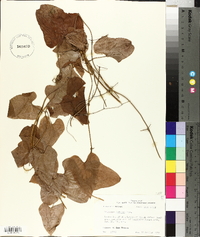 Dioscorea polystachya image