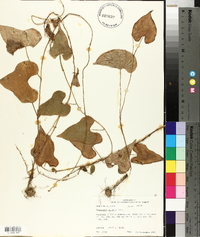 Dioscorea polystachya image