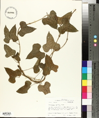 Dioscorea polystachya image