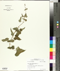 Dioscorea oppositifolia image