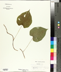 Dioscorea villosa var. villosa image