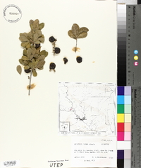 Diospyros texana image