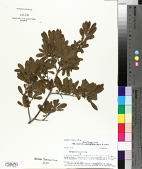 Diospyros texana image