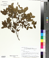 Diospyros texana image