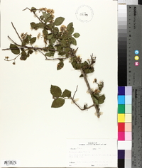 Diospyros texana image