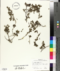 Diospyros texana image