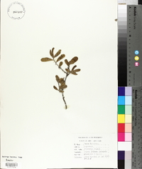 Diospyros texana image