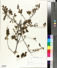 Diospyros texana image