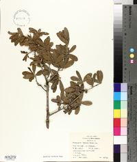 Diospyros texana image