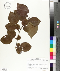 Diospyros kaki image