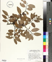 Diospyros ferrea image