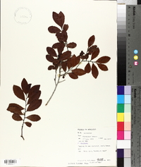 Diospyros ferrea image