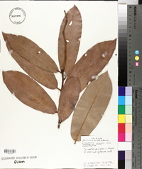 Diospyros blancoi image