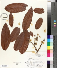 Diospyros blancoi image