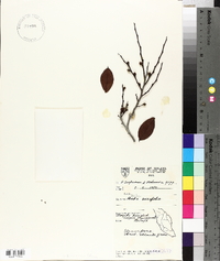 Diospyros ferrea image