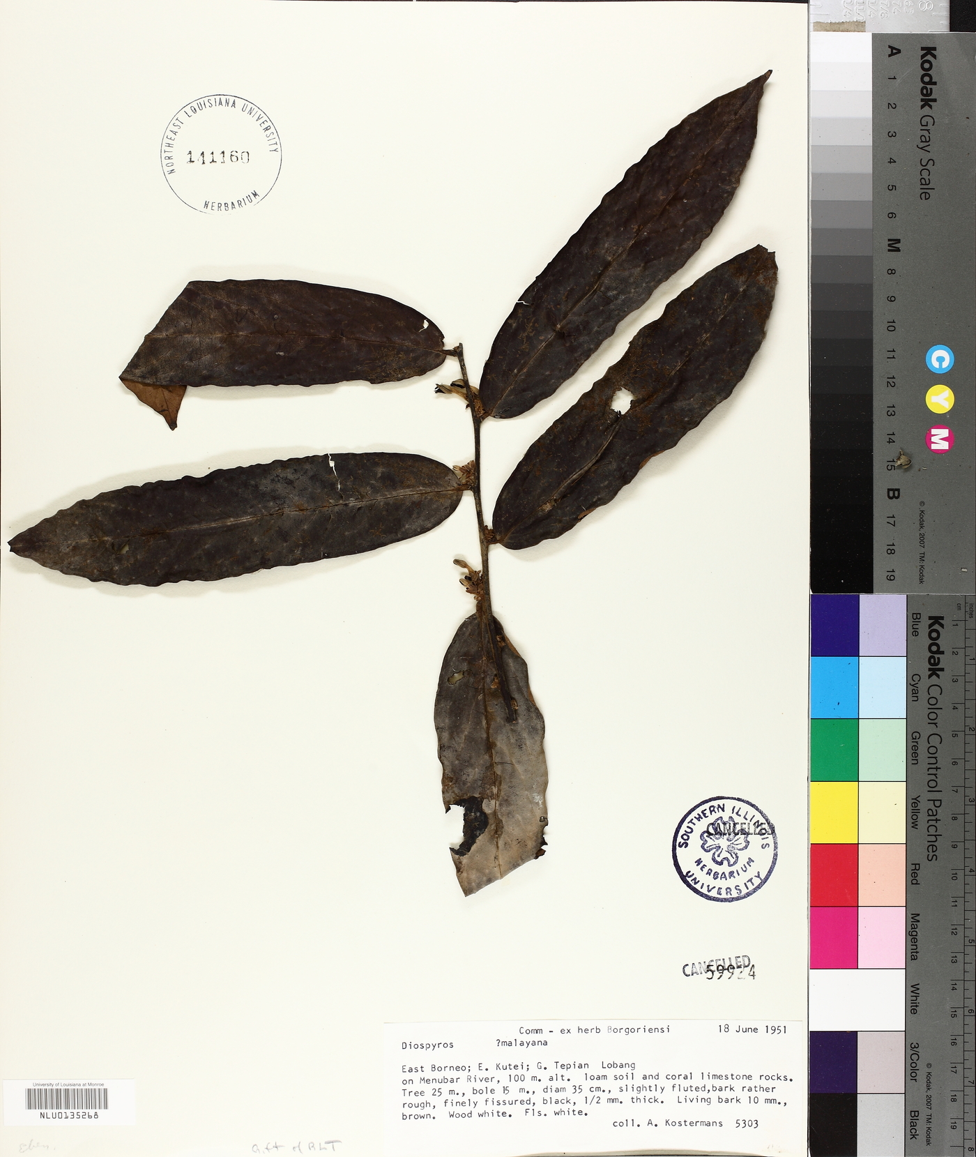 Diospyros andamanica image