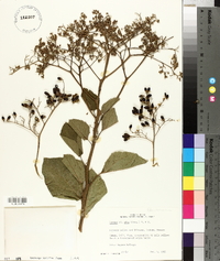 Cordia dentata image