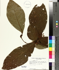 Cordia nodosa image