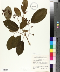 Cordia dichotoma image