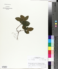 Ardisia japonica image