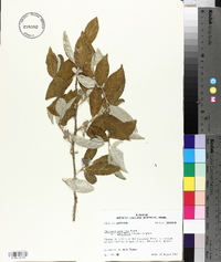 Elaeagnus umbellata var. parvifolia image