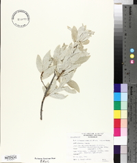 Elaeagnus commutata image