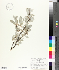 Elaeagnus commutata image