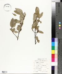 Shepherdia canadensis image