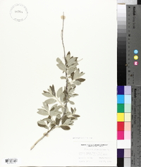 Elaeagnus angustifolia image