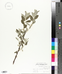 Elaeagnus angustifolia image