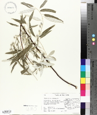 Elaeagnus angustifolia image