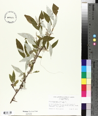 Elaeagnus angustifolia image