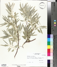 Elaeagnus angustifolia image