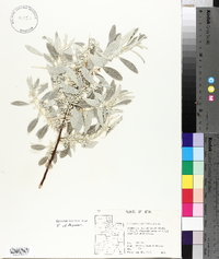 Elaeagnus angustifolia image