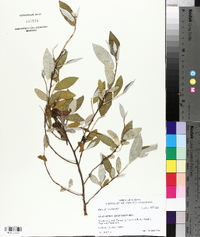 Elaeagnus angustifolia image