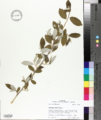 Elaeagnus angustifolia image