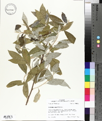 Elaeagnus angustifolia image