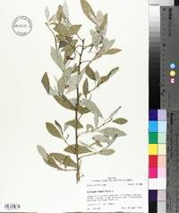 Elaeagnus angustifolia image