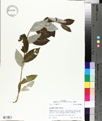 Elaeagnus angustifolia image