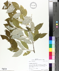 Elaeagnus angustifolia image