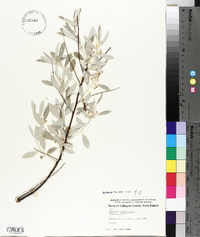 Elaeagnus angustifolia image