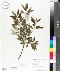 Elaeagnus angustifolia image